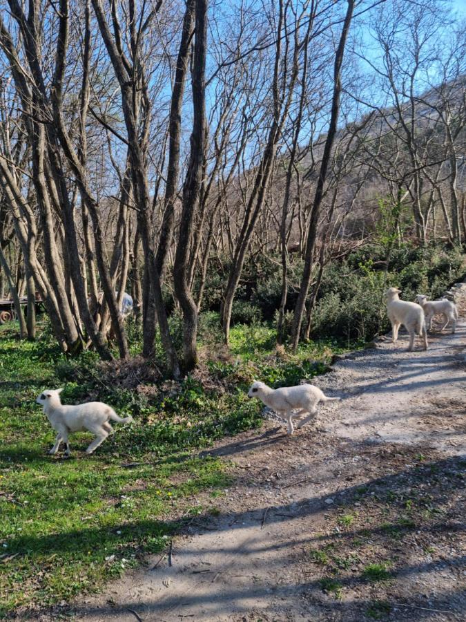 Wolf & Sheep Nature & Adventure Podgorica Exterior photo