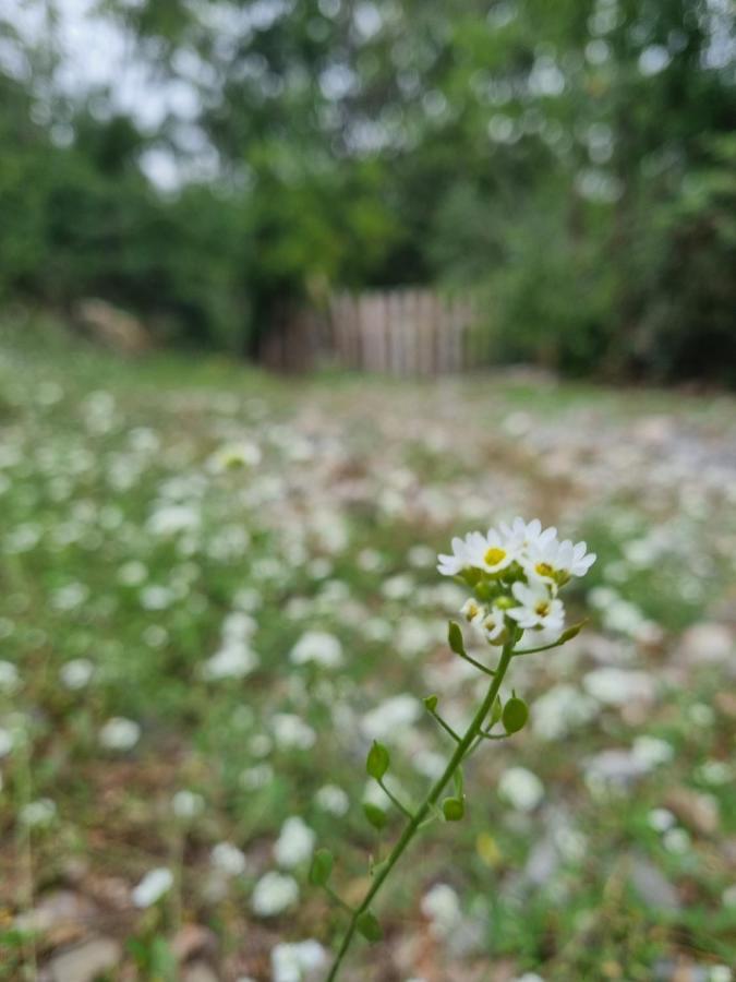 Wolf & Sheep Nature & Adventure Podgorica Exterior photo